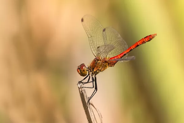 Vážka rudá (Sympetrum sanguineum) ♂