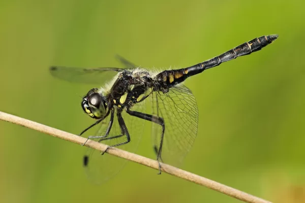 Vážka tmavá (Sympetrum danae) ♂