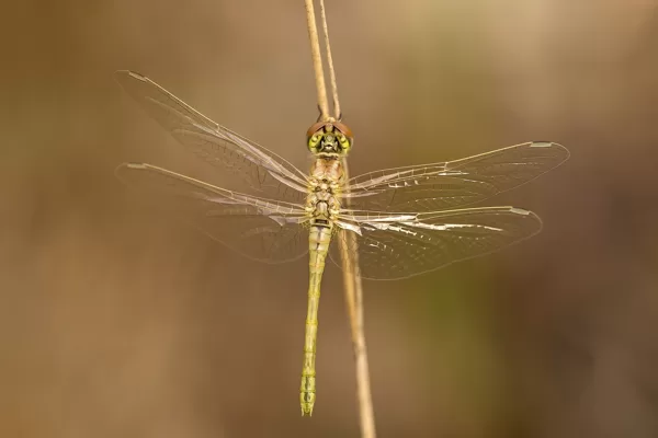 Vážka jarní (Sympetrum fonscolombii) ♀