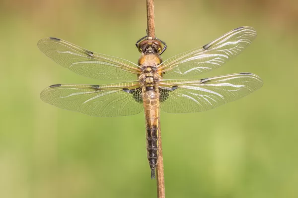 Vážka čtyřskvrnná (Libellula quadrimaculata) ♂