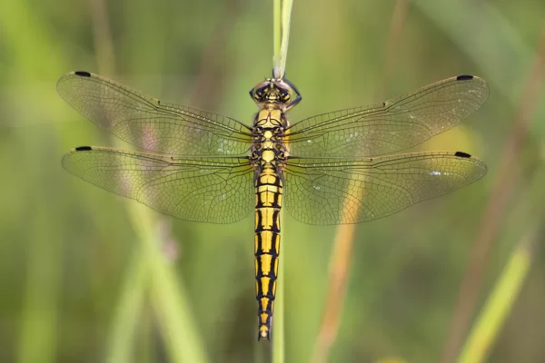 Vážka černořitná (Orthetrum cancellatum) ♀