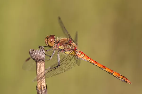 Vážka žíhaná (Sympetrum striolatum) ♂ 