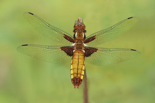 Vážka ploská (Libellula depressa) ♀