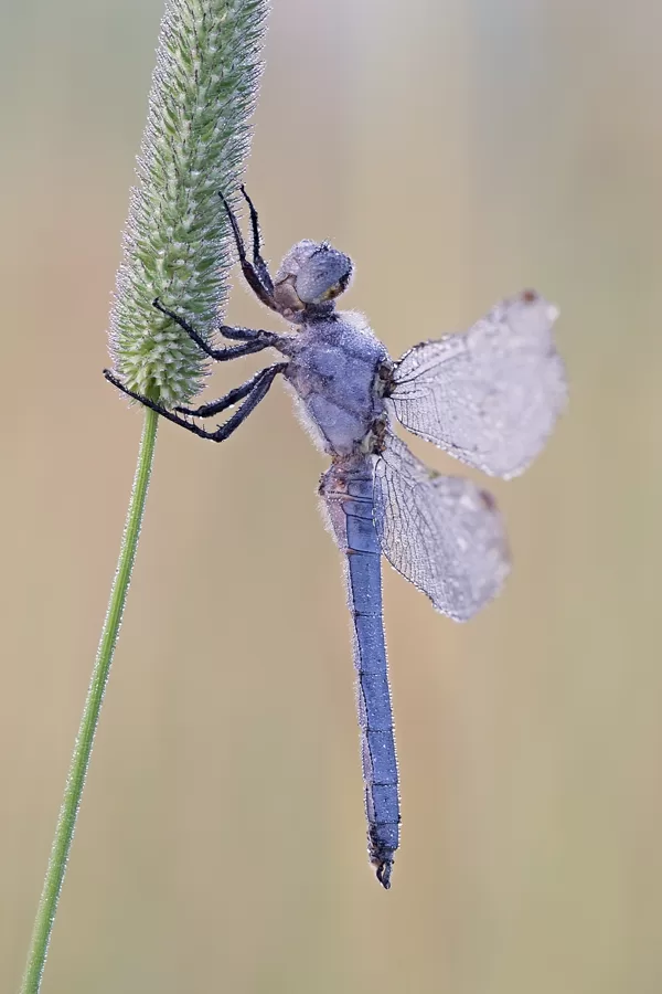 Vážka hnědoskvrnná (Orthetrum brunneum) ♂