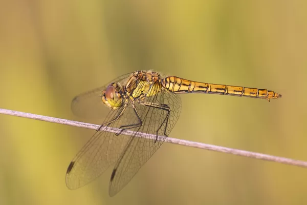 Vážka obecná (Sympetrum vulgatum) ♀