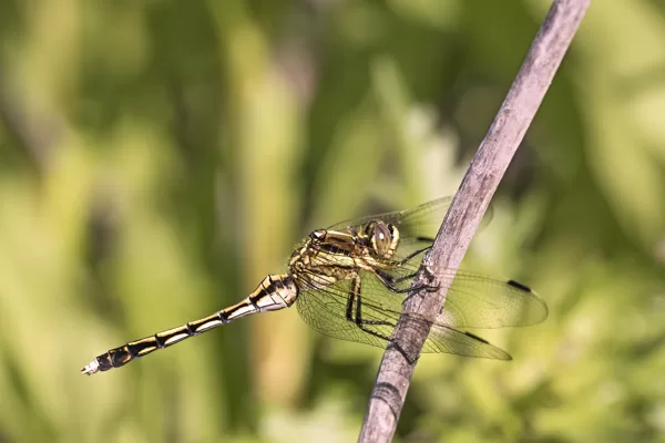 Vážka bělořitná (Orthetrum albistylum) ♀ Hodonín 2017