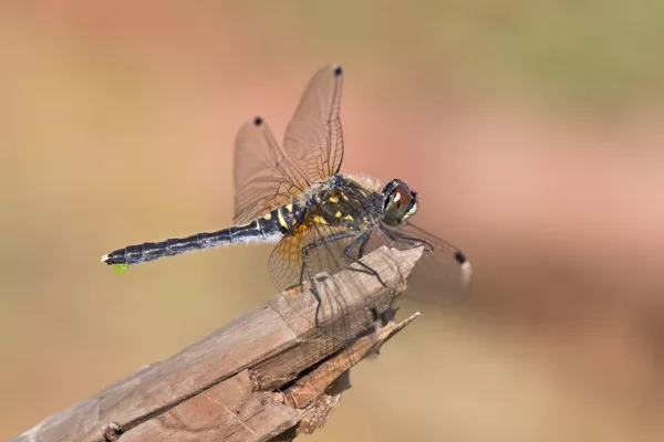 Vážka běloústá (Leucorrhinia albifrons) ♀
