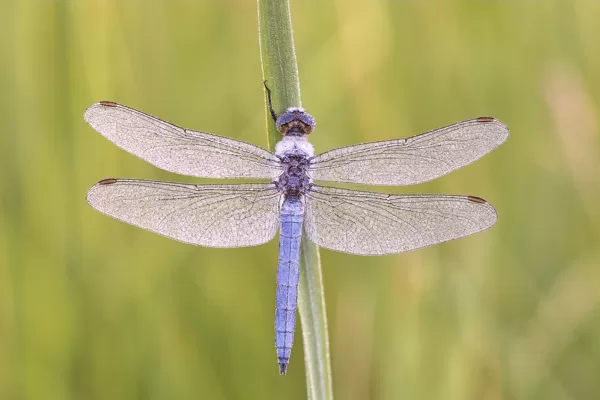 Vážka hnědoskvrnná (Orthetrum brunneum) ♂
