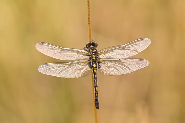 Vážka čárkovaná (Leucorrhinia dubia) ♀