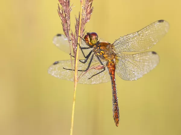 Vážka rudá (Sympetrum sanguineum) ♂