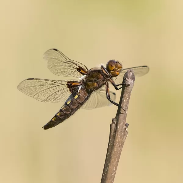 Vážka ploská (Libellula depressa) ♀