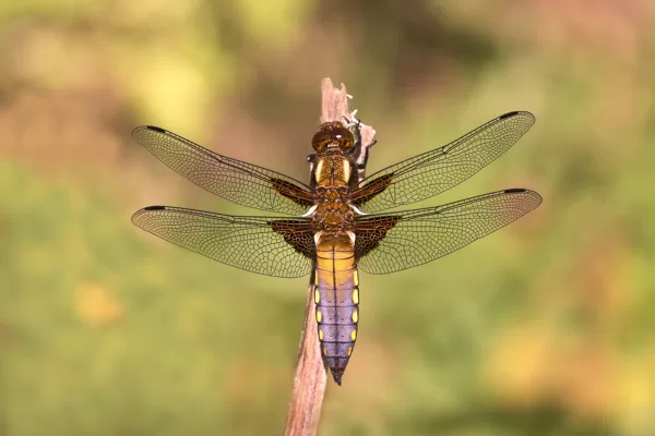 Vážka ploská (Libellula depressa) ♂
