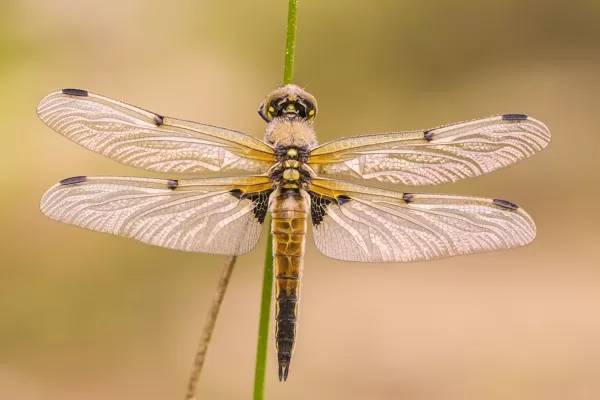 Vážka čtyřskvrnná (Libellula quadrimaculata) ♂