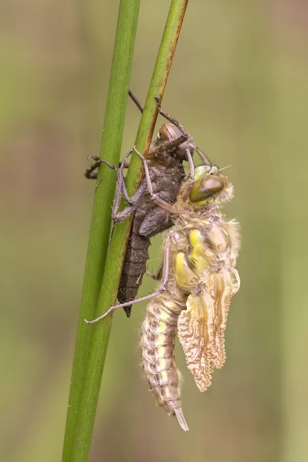 Vážka čtyřskvrnná (Libellula quadrimaculata) ♀