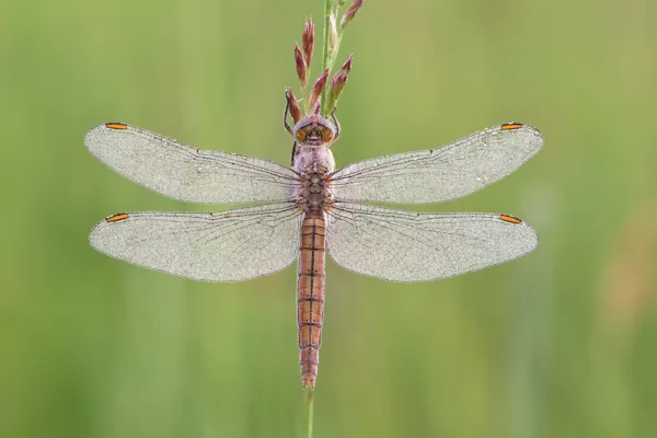 Vážka hnědoskvrnná (Orthetrum brunneum) ♀