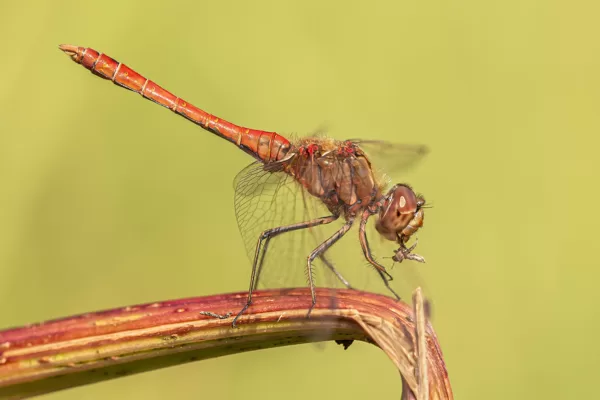vážka obecná (Sympetrum vulgatum) ♂