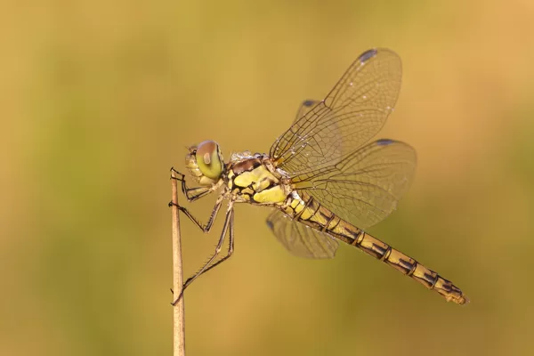 vážka žíhaná (Sympetrum striolatum) ♀