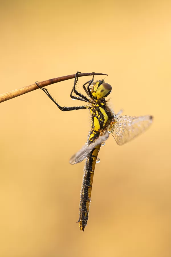 vážka tmavá (Sympetrum danae) ♀