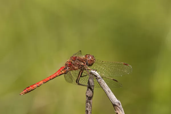 vážka obecná (Sympetrum vulgatum) ♂