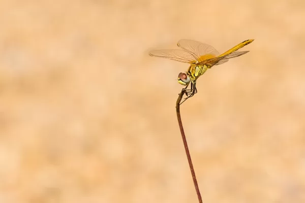 Vážka jarní (Sympetrum fonscolombii) ♂