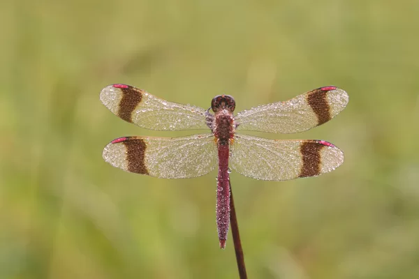vážka podhorní (Sympetrum pedemontanum) ♂ (2021)