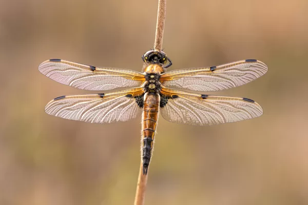 Vážka čtyřskvrnná (Libellula quadrimaculata) ♂ (2021)