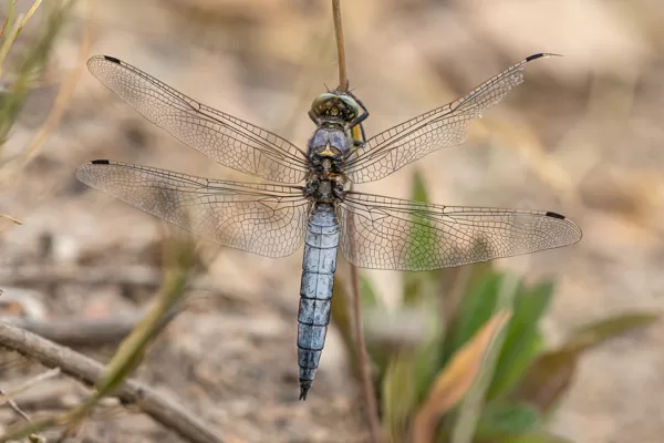 vážka černořitná (Orthetrum cancellatum) ♂ (2022)
