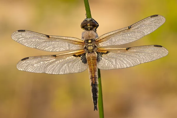 Vážka čtyřskvrnná (Libellula quadrimaculata) ♂
