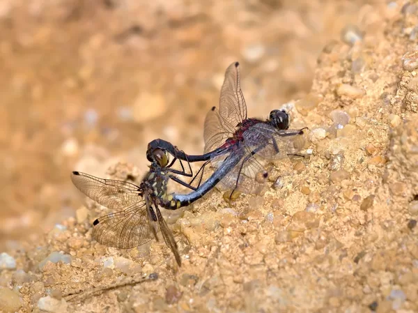 Vážka čárkovaná (Leucorrhinia dubia) ♂ + ♀