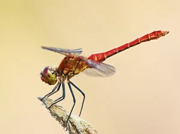 Vážka rudá (Sympetrum sanguineum) ♂