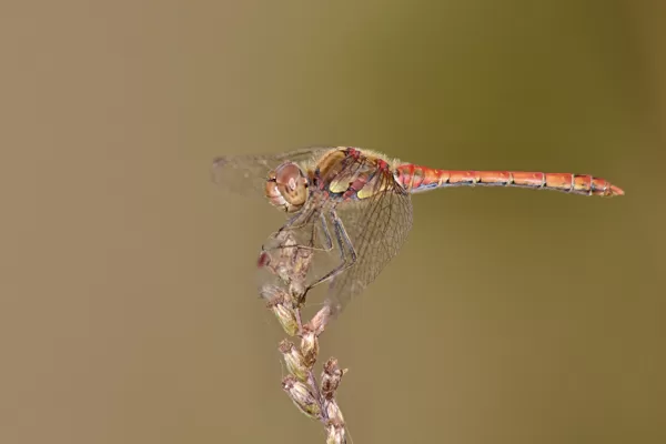 Vážka žíhaná (Sympetrum striolatum) ♂