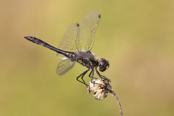 Vážka tmavá (Sympetrum danae) ♂