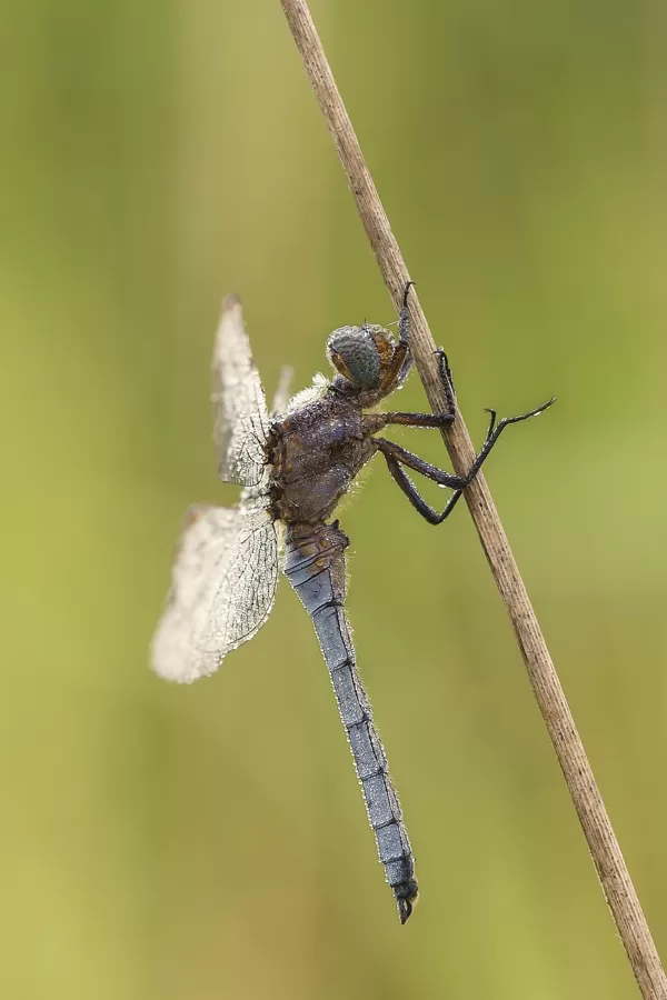 Vážka žlutoskvrnná (Orthetrum coerulescens) ♂