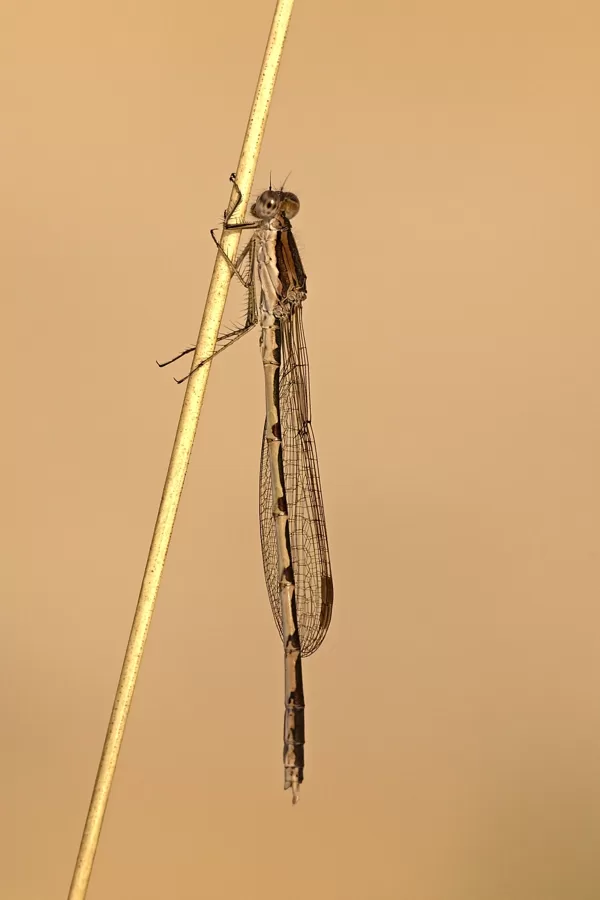 šídlatka hnědá ♂ (2019)