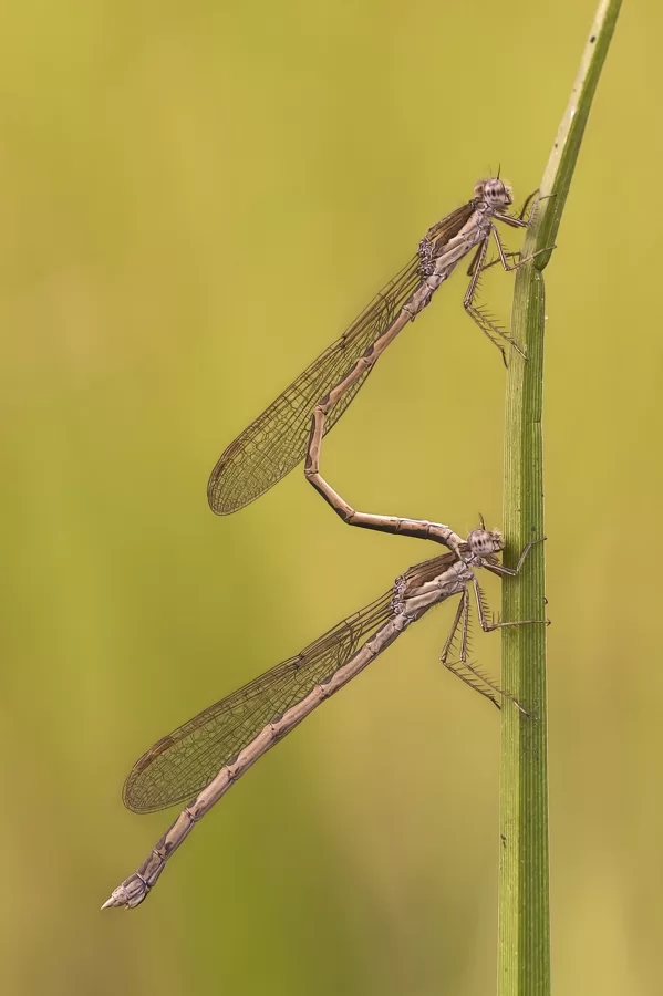 šídlatka hnědá ♂ + ♀ (2019)