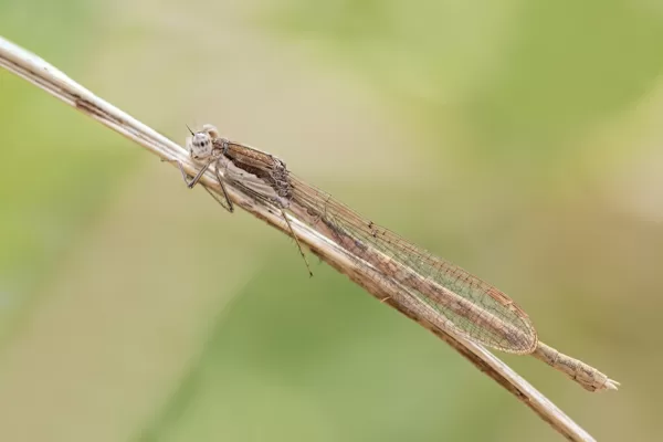 šídlatka hnědá ♀ (2015)