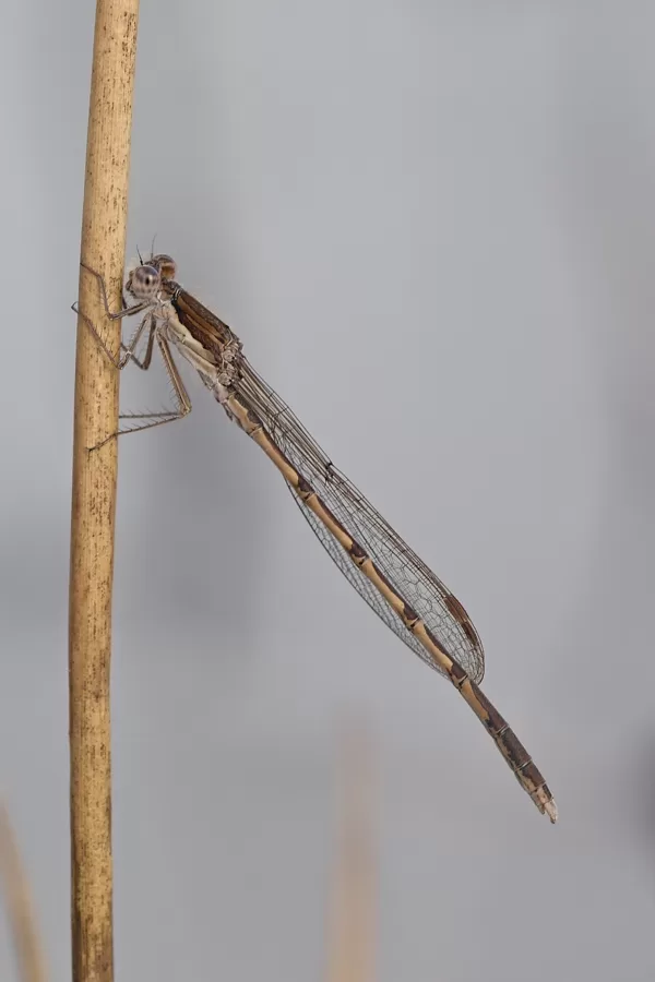 šídlatka hnědá ♂ (2018)