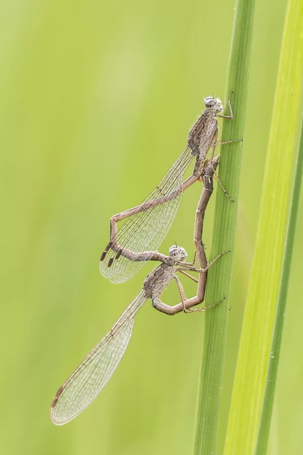 šídlatka kroužkovaná ♂ + ♀ (2016)