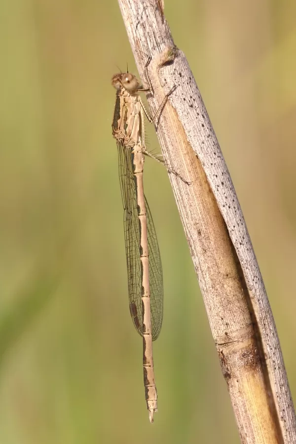 šídlatka kroužkovaná ♂ (2013)