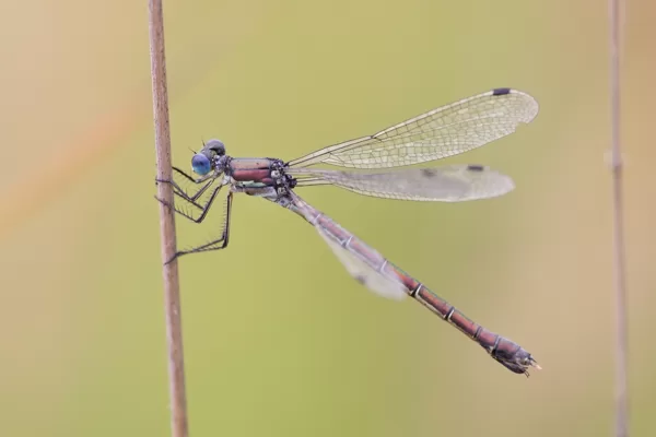 šídlatka tmavá ♀ (2017)