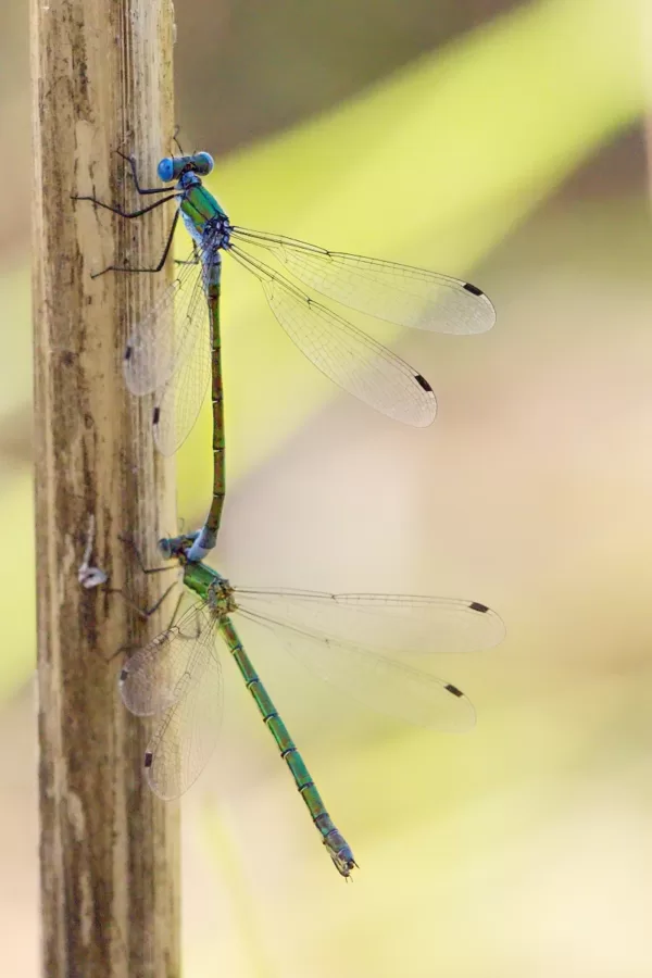 šídlatka tmavá ♂ + ♀ (2016)