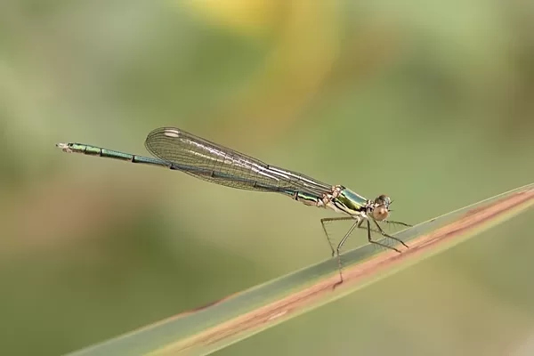 šídlatka velká ♂ (2015)