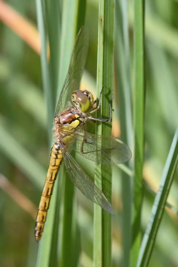 vážka obecná ♀ (2016)