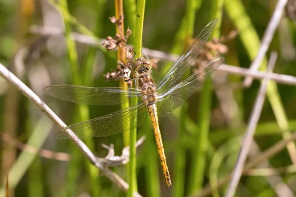 vážka obecná ♀ (2016)