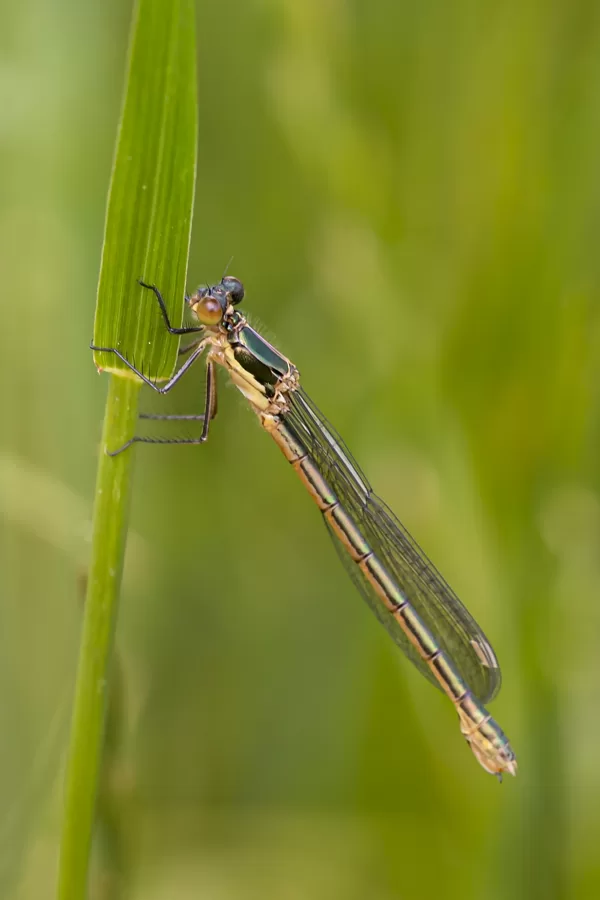 šídlatka tmavá ♀ (2022)