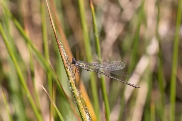 šídlatka velká ♂ 2019)