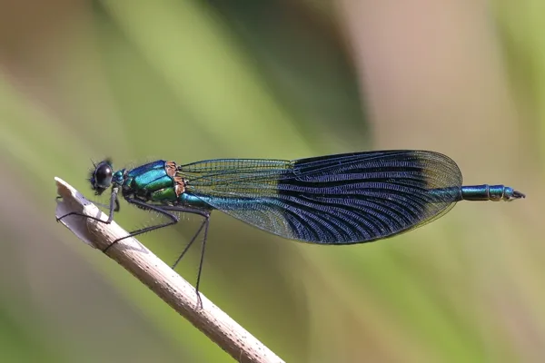 motýlice lesklá ♂ (2015)