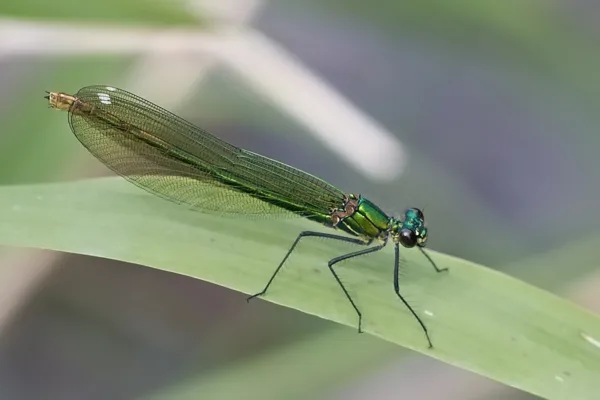 motýlice lesklá ♀ (2015)