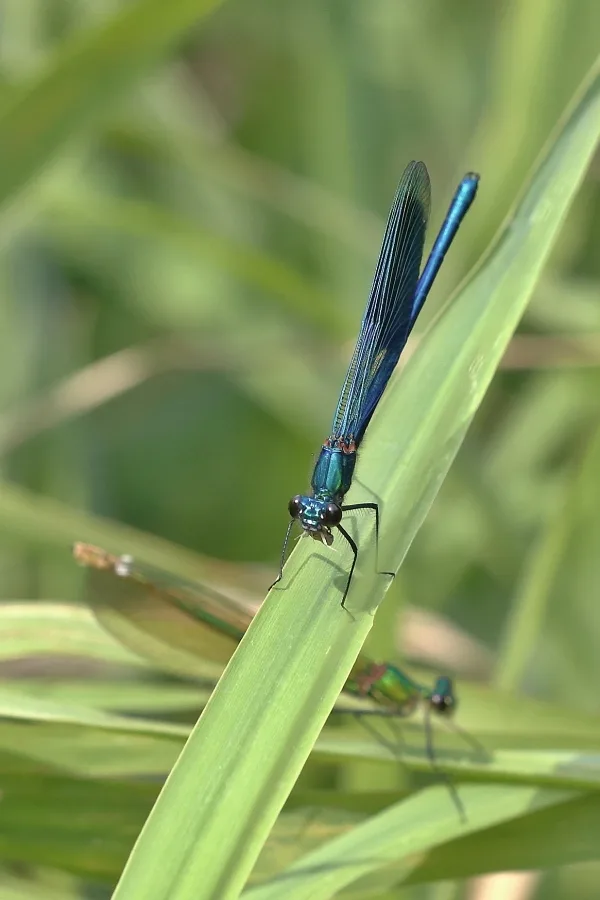 motýlice lesklá ♂ + ♀ (2015)