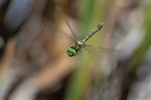 lesklice měděná ♂ (2021)